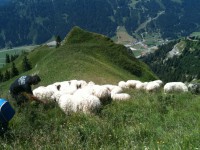 /album/walliser-schwarznasen/img-0631-jpg/