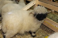 /album/walliser-schwarznasen/img-1850-jpg/