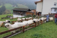 /album/walliser-schwarznasen/img-2397-jpg/
