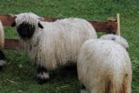 /album/walliser-schwarznasen/img-2405-jpg/